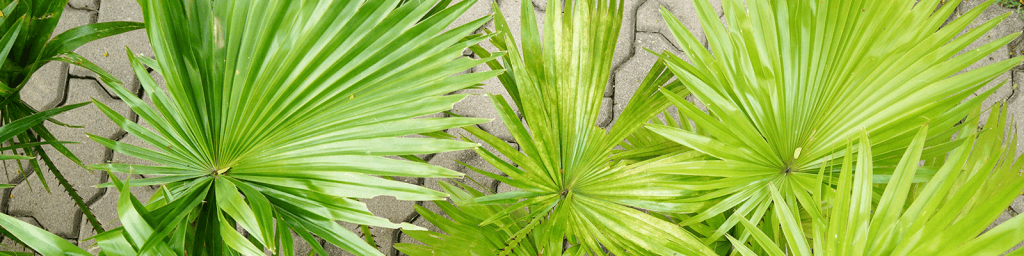 herbs-prostate