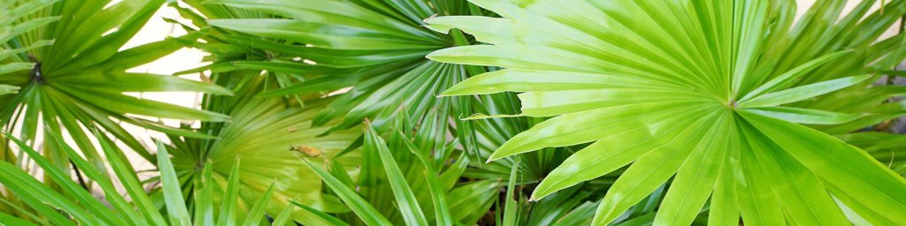 saw-palmetto-bph