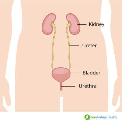 urinary tract infection in men