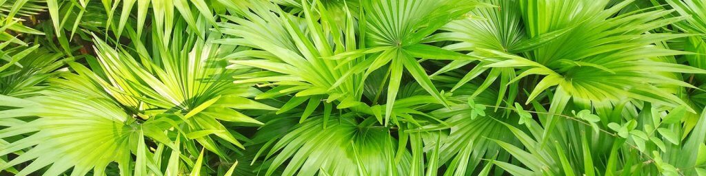 saw-palmetto