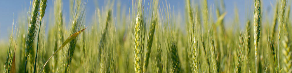 rye-grass