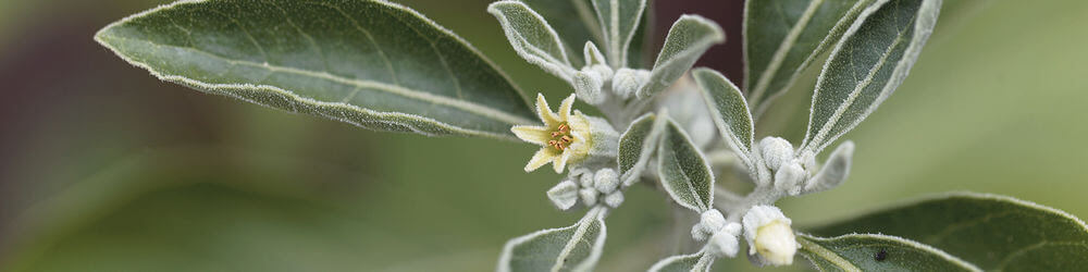 ashwagandha-spavanje