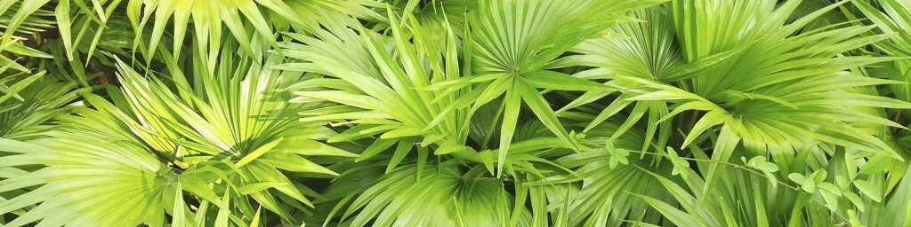 saw-palmetto-benefits