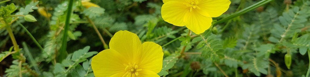 tribulus terrestris