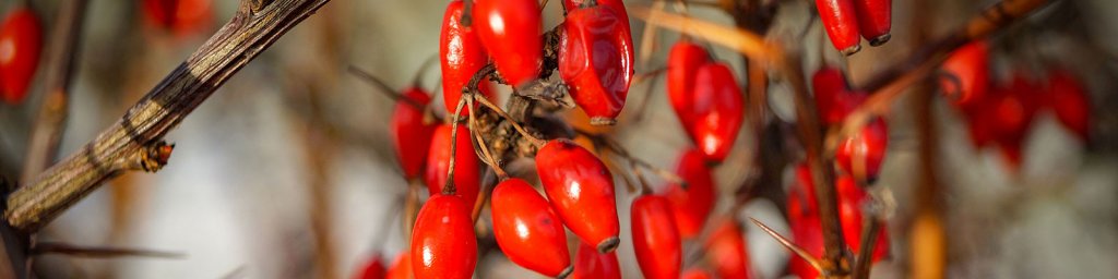 berberine benefits