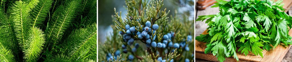 natural diuretics