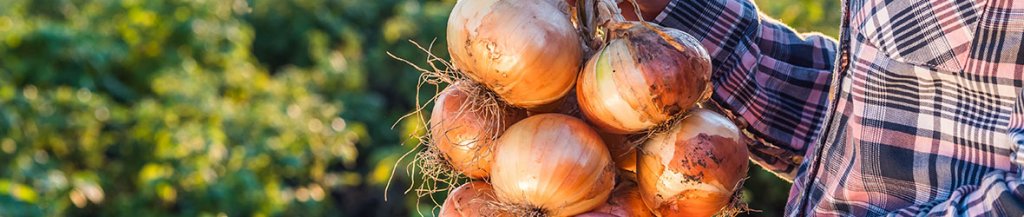 benefits of onions sexually