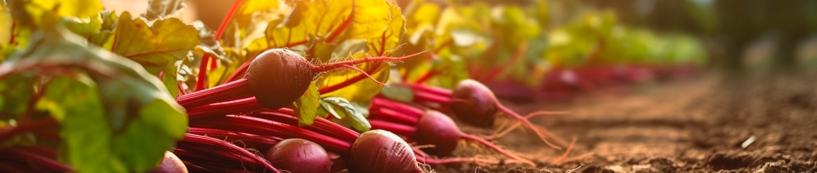 6 Ways Beets Can Boost Your Hair Health — Just Beet It