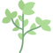 Oregano