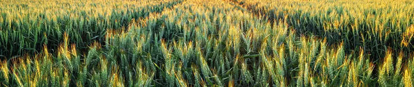 Barley for Managing Diabetes