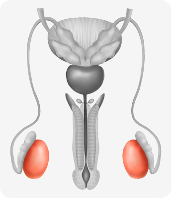 Estrogen