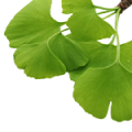 Ginkgo Biloba