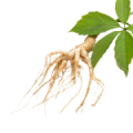 Panax Ginseng Root