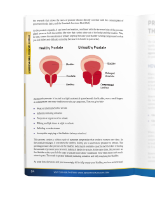 Inside All About The Prostate