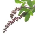 Tulasi (Ocimum Tenuiflorum)