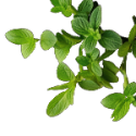 Oregano Leaf