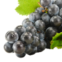 Resveratrol