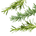 Rosemary Leaf